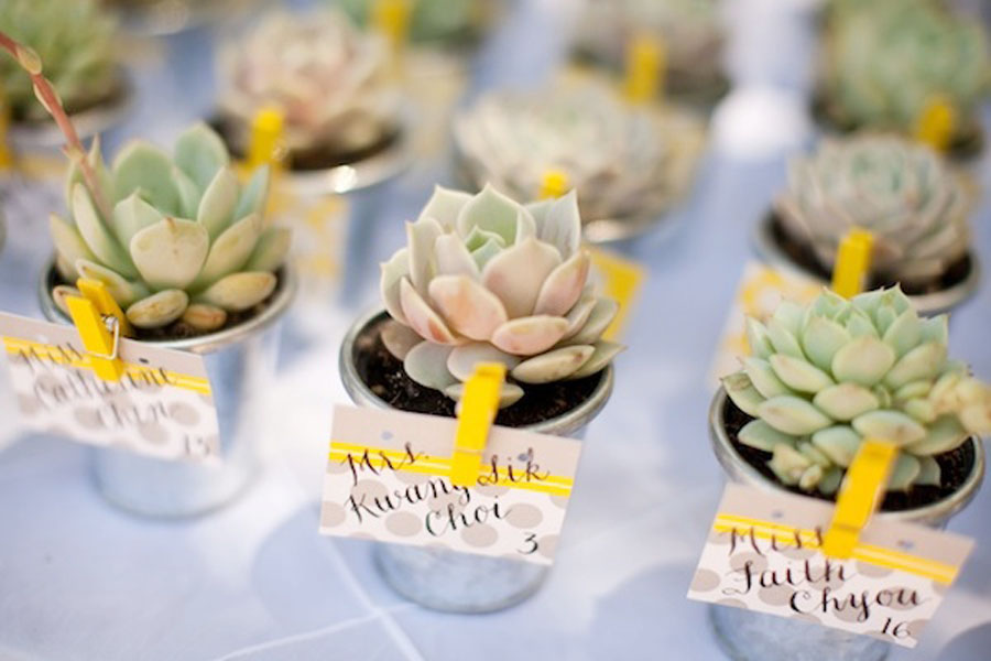 Living-Favor-Succulents