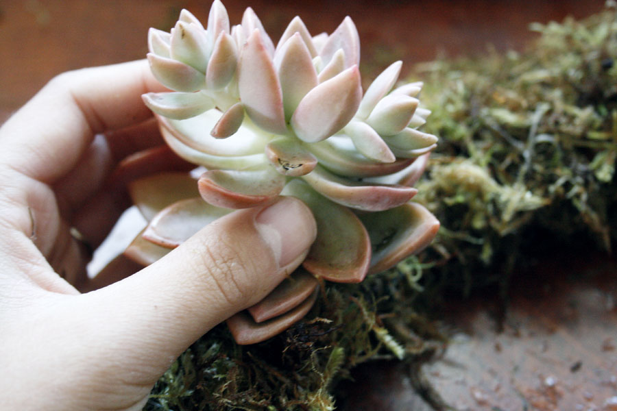 planting