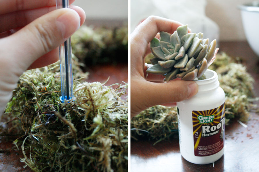 rooting