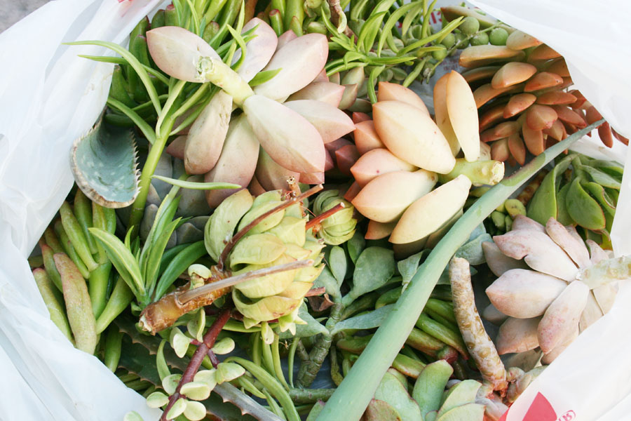 succulents